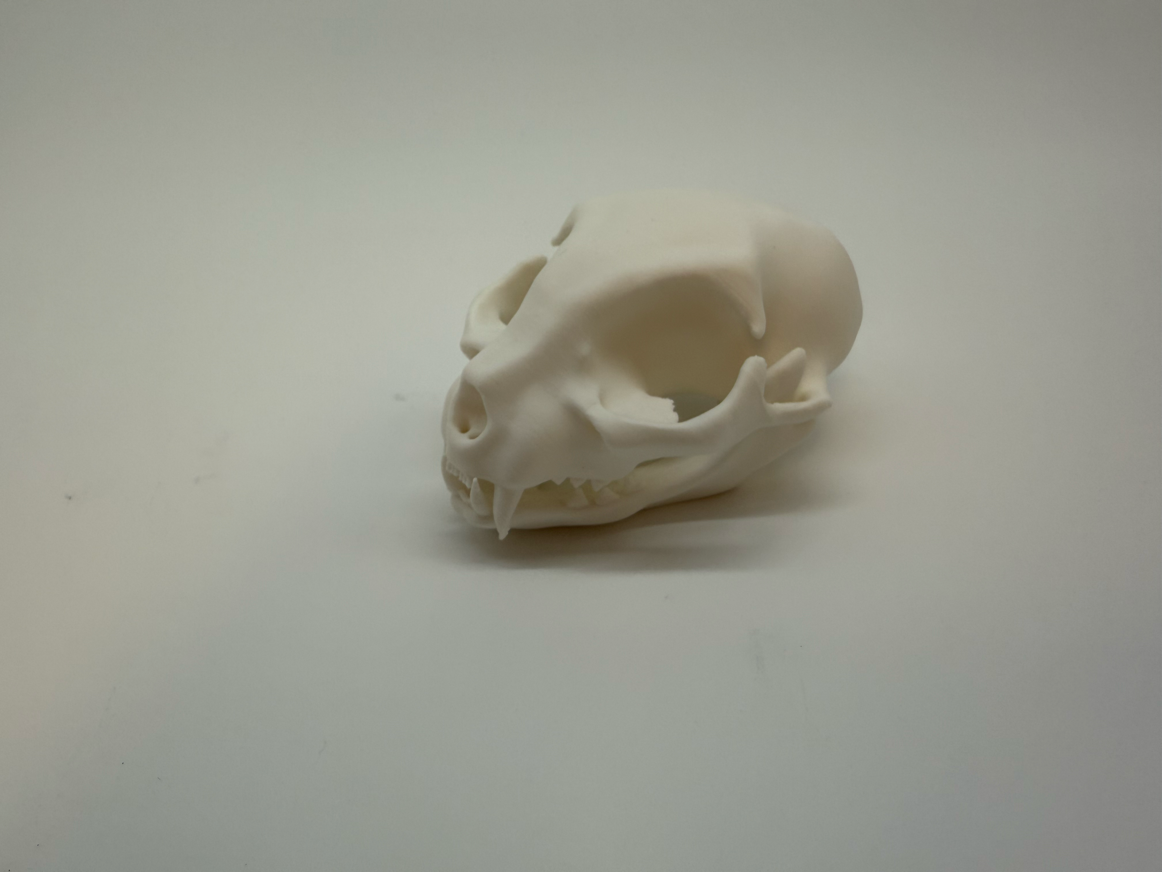 Cat Skull - Premium Quality
